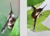 Bombylius major